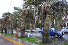 Пальмовая аллея в дождь