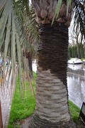 Следы опавших листьев на стволе пальмы
