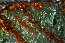 Облепииха (Hippóphae) сем.: Elaeagnaceae:Оранжевые ягоды на ветках среди листвы
