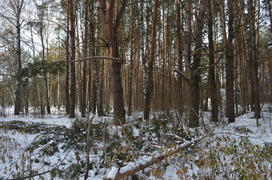 Повальные деревья на снегу 