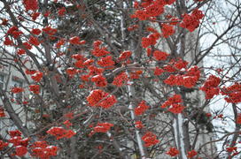 Снег на гроздьях рябины