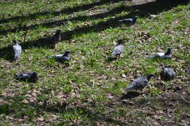 Голуби греются на солнышке в траве