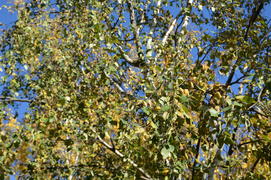 Береза повислая или бородавчатая ( Betula pendula Roth.): крона с желтыми и зелеными листьями)