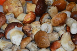 Белый гриб или борови: куча грибов лежит на столе