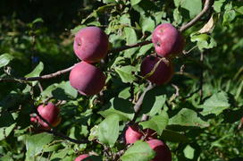 Плоды яблони на ветках дерева 