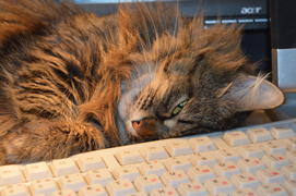 Домашняя кошка на рабочем столе у компьютера 