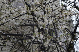 Белая роскошь цветущих весной деревьев