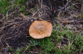 Лесной гриб 