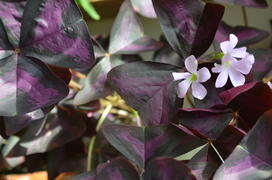 Маленькие белые цветы на фоне фиолетовых листьев 