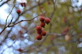 Красные плоды боярышника на голых ветках