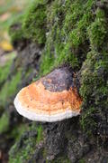 Гриб Трутовик окаймлённый (лат.  Fomitopsis pinicola)на стводле дерева