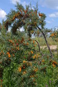 Облепииха (Hippóphae) сем.: Elaeagnaceae: оранжевый занавес