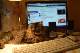 Домашняя кошка на рабочем столе у компьютера 