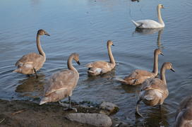 Семья лебедей: мать и дети