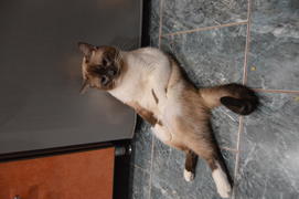 Тайский кот: сидит на полу