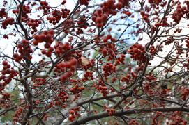 Красные плоды боярышника на голых ветках