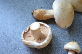 Несъедобные грибы белого цвета 