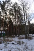 Зимний лес с голыми деревьями
