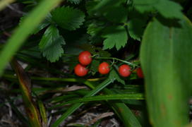 Ландыш майский (Convallária majális): красные ягоды