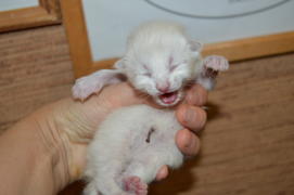 Тайский котенок: 3 день после рождения