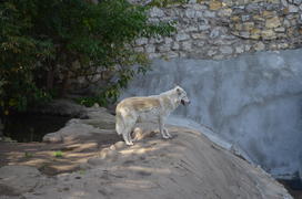 Белый волк в зоопарке 