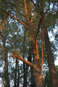 Крона деревьев в лучах солнца 
