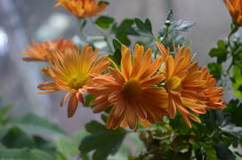 Хризанте́ма Chrysánthemum: соцветие корзинка