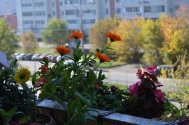 Распустившие бутоны комнатных растений растущих на балконе 