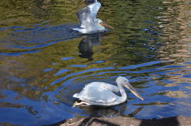 Пеликаны плавают по водоему 