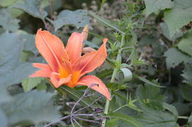 Крупный оранжевый бутон цветка 