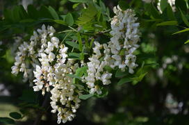 Robínia pseudoacácia: аромат весны