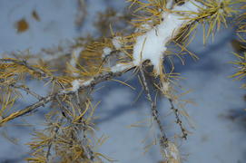 Лиственица с опавшими иглами под снегом 