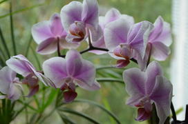 Фаленопсис Phalaenopsis: соцветие