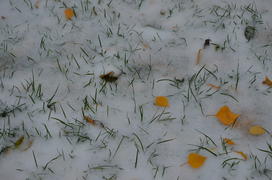 Трава сквозь снег