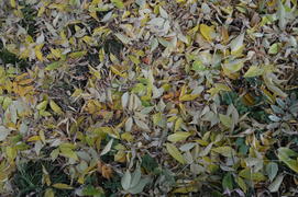 Опавшая на сырую землю пожелтевшая листва с деревьев