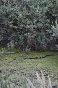 Зеленое заросшее тиной болото 