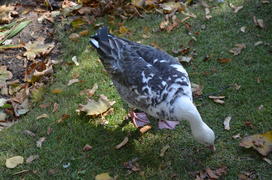 Серо-белая птица на траве 