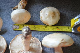 Несъедобные грибы белого цвета 