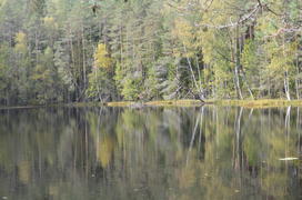 Лесное озеро с зелеными деревьями 