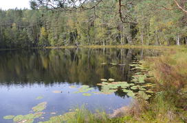 Лесное озеро: Национальный парк Нарочанский (Республика Беларусь) с зелеными деревьями