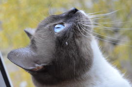 Ухоженная домашняя кошка с голубыми глазами 