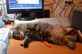 Кошка отдыхает  на компьютерном столе 