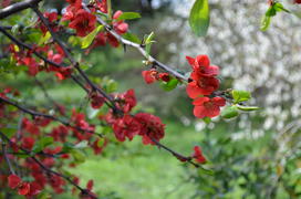 Chaenoméles japónica (Хеноме́лес япо́нский, айваяпонская) : цветущие ветви