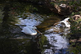 Пеликаны плавают по водоему 