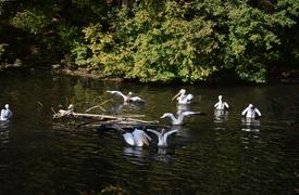 Белые пеликаны плавают по водоему 