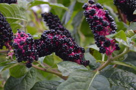 Октябрь. Черные ягоды. Лаконос костянковый, Phytolacca acinosa Roxb. (Phytolaccaceae)
