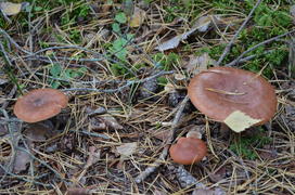 Лесные грибы 