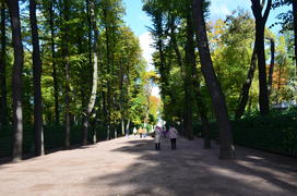 Липовый строй деревьев в парке Санкт-Петербурга