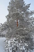 Сосна в снежной красе
