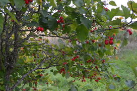 Красные зрелые ягоды на ветке дерева 